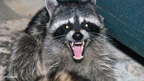 Not a tiger: Raccoon prompts alarming 911 calls in Manhattan