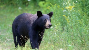 Video: Hiker praised for remaining calm as black bear approaches her, sniffs her hair