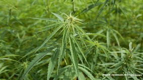 Gov. Scott Walker signs bill legalizing hemp farming in Wisconsin