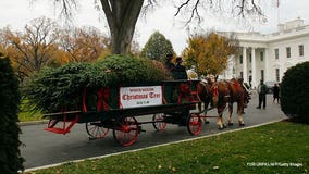 Melania Trump to accept White House Christmas tree from Wisconsin farm on Monday 🎄