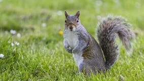 Milwaukee County Squirrel Census: Fun stay-at-home project anyone can take part in