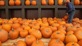 City of Milwaukee giving away 250 free pumpkins at Fondy Farmers Market on Saturday 🎃