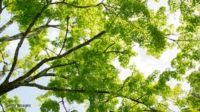 Madison Fire Dept. to the rescue: UW student climbs tree, realizes she didn't know how to get down