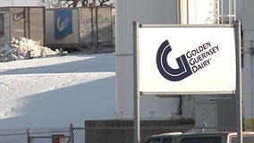 Hunger Task Force to receive leftover dairy from Golden Guernsey