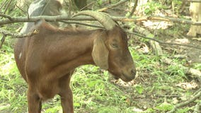 Hunger Task Force brings in goats to clean up Franklin farm