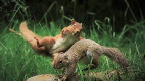 Red squirrel launches itself at gray squirrel in viral photo