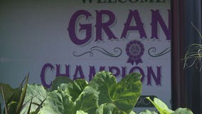 Prize-winning veggies, hand-crafted textiles, photos, art: Lots to see at State Fair's Grand Champion Hall