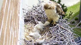 Web cam makes Wisconsin hawk family worldwide sensation