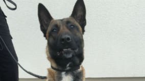 Racine Police Department welcomes new K-9 "Hax," one-year-old Belgian Malinois