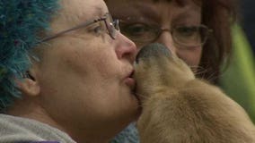 Showing dogs motivates woman fighting cancer