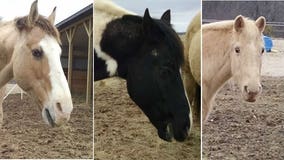 Three horses found in Pike Lake State Park reunited with owners in Town of Hartford