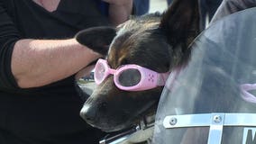 Harley-Davidson dogs ride in style with their beloved owners 'just to make people smile'