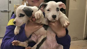 Evacuated animals from Florida arrive at Wisconsin Humane Society