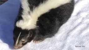 Minnie the skunk will be the star on Groundhog Day in Racine after Sunny decided to retire