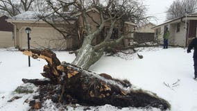 Wauwatosa Fire officials on scene of separate incidents involving trees on homes during storm