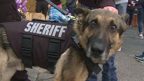 "Truly amazing:" Milwaukee Co. sheriff's K-9 officers receive special protective vests