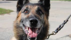 Sad news from the Racine Police Department: K9 Cheeto has passed away