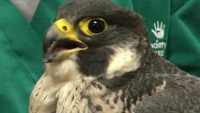 Peregrine falcon found shot may soon be ready for a test flight