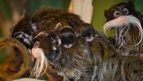 Twins! Racine Zoo announces birth of 2 emperor tamarins