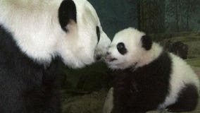 Cause of panda cub death still unclear