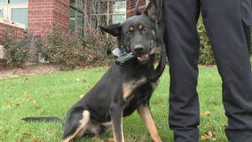 "The drive in these dogs is so natural:" Meet the newest member of the Greenfield Police Department