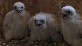 Baby peregrine falcons banded at We Energies plant in Oak Creek