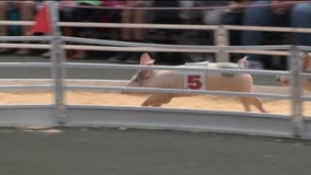 'They just go insane:' Organizers say Wisconsin State Fair features largest pig racing crowds they see 🐷