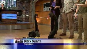 The Racine Zoo visits Wake Up