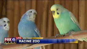 Did you know that the Racine Zoo cares for approximately 100 different species of animals?