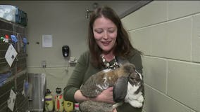 "No longer held as evidence," nearly 30 rabbits seized will soon go up for adoption