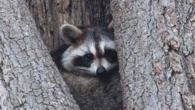 Fewer insurers cover raccoon damage; it could cost you thousands
