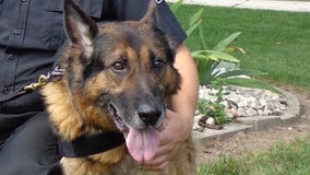 Milwaukee Co. Sheriff's Dept. service K-9 euthanized