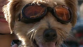 Humane Animal Welfare Society benefits from Ride for Rover event