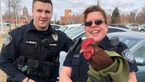 Good morning, Glendale! Officers deal with stray rooster on River Woods Dr.