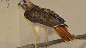 Rudy the red-tailed hawk now has permanent home at Racine Zoo