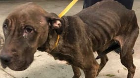 Severely emaciated pit bull found in Glendale to be adopted by officer, but first, she needs your help