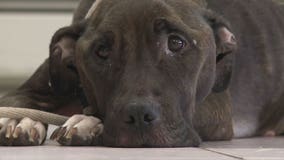 Glendale police: Ruthie the pit bull, found emaciated, dies after 'brave battle with cancer'