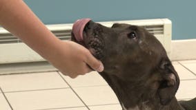 Ruthie's home! Emaciated pit bull with liver cancer to spend final days, weeks, months with officer