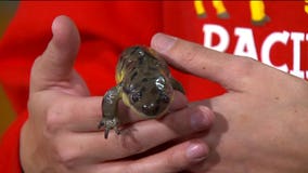 Discover box turtles and salamanders at the Racine Zoo