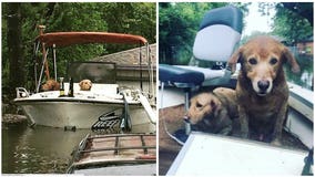 Stranded dogs left on family boat amid Harvey have been rescued