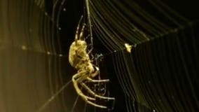 "There's at least 5,000:" Spiders have taken over the Main Street Bridge in Columbus, Ohio