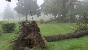 60 mph winds take down historic trees in St. Francis: 'It's a little devastating'