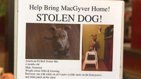 Strangers pitch in to help find stolen dog in Milwaukee