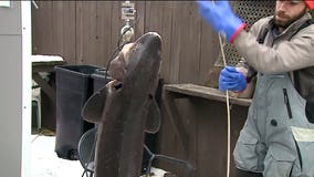 Wisconsin sturgeon spearing season opens Saturday