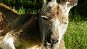 Racine Zoo’s red kangaroo Suli loses battle with cancer