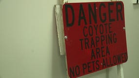 Coyote concerns: Police get fewer calls about urban wildlife in neighborhoods