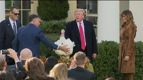 President Trump pardons National Thanksgiving Turkeys