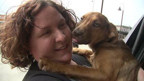 "Huge success!" Uber teams up with Elmbrook Humane Society to deliver 15 minutes of puppy love