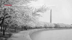 National Park Service: DC's cherry trees reached peak bloom
