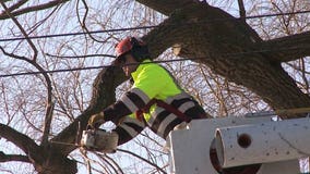 "They're very good at what they do:" Don't fall victim to the We Energies tree trimming scam